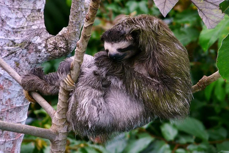 Pygmy Three-Toed Sloth biting hand