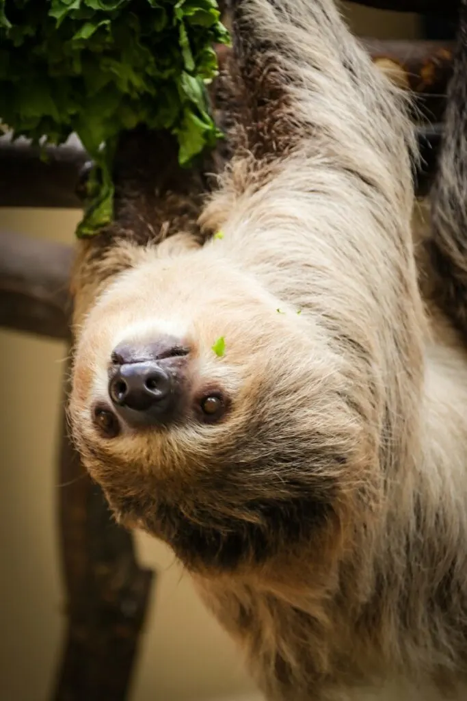 Pygmy Three-Toed Sloth hanging from a tree upside down