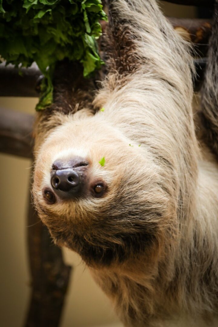 Pygmy Three-Toed Sloth