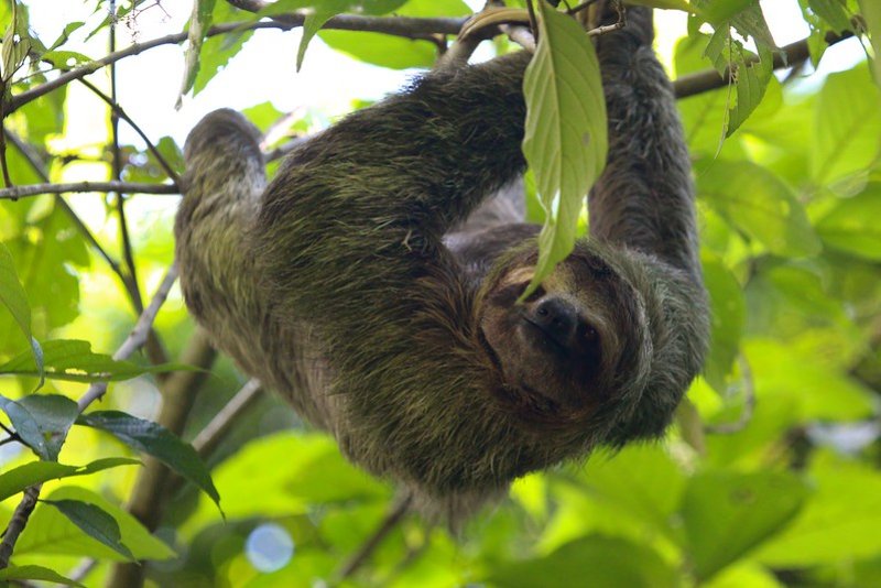 Pygmy Three-Toed Sloth eating leaves
