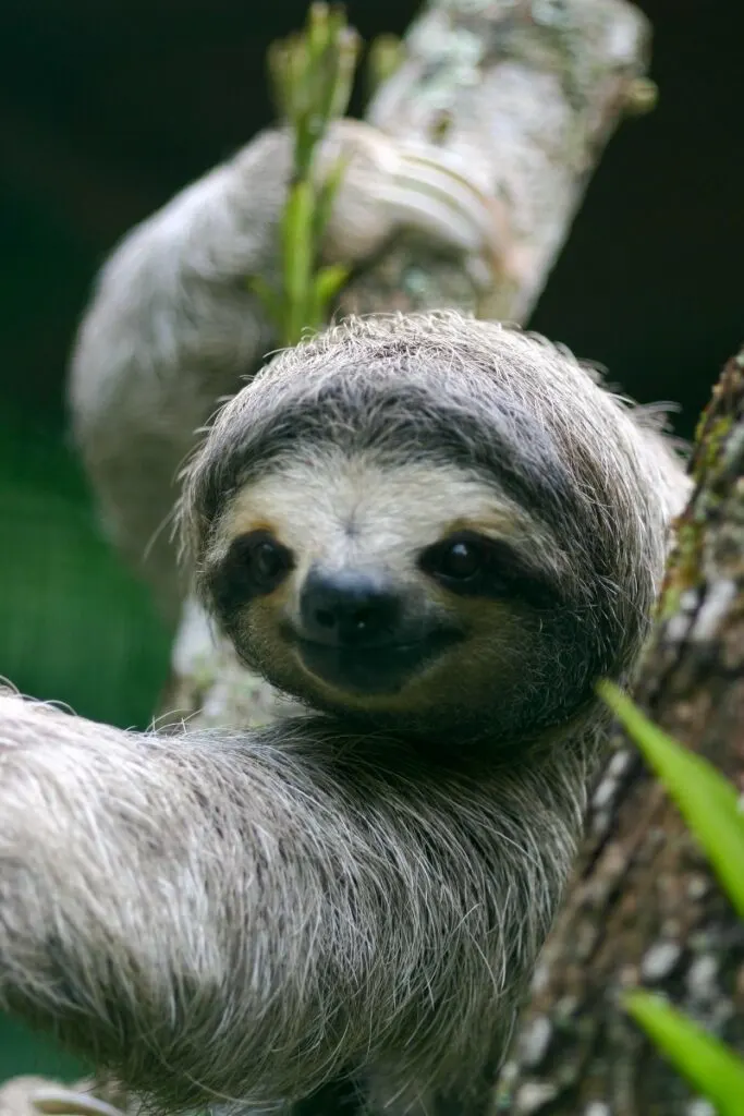 Pygmy Three-Toed Sloth holding a branch looking at the camera