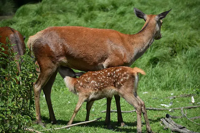 10 Different Types of Deer Around the World 5 Red Brocket