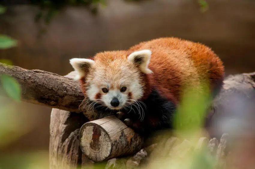 Red Panda Why Is It Endangered