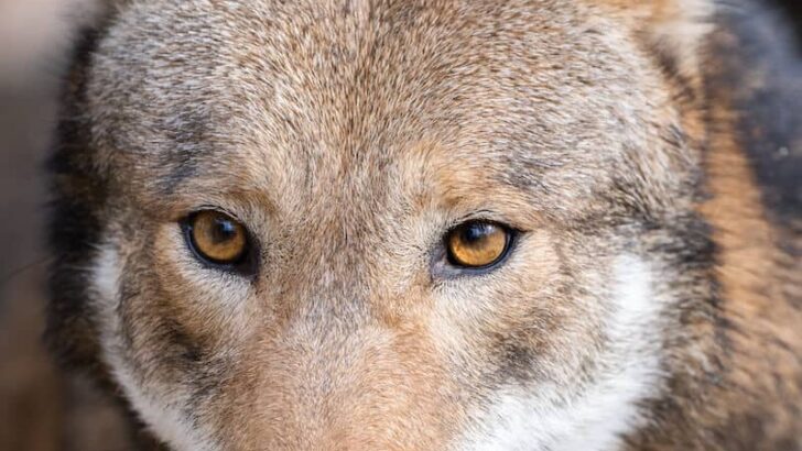 Red Wolf