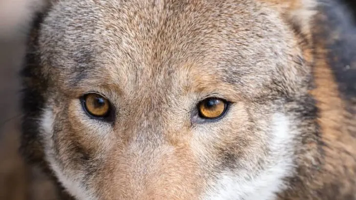 Red Wolf