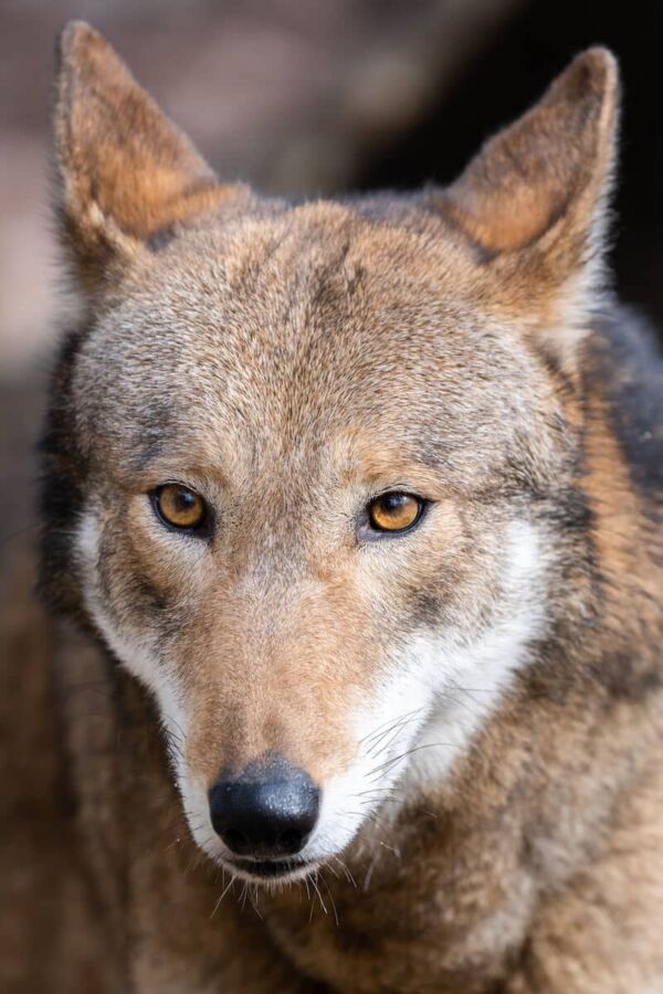 Red Wolf: Why Is It Endangered?