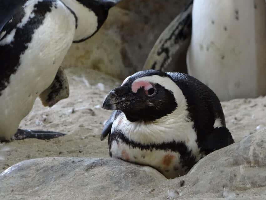 Resting African Penguin