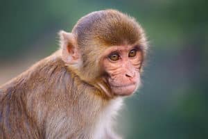 12 Types of Monkeys from Around the World 10 Rhesus Macaque