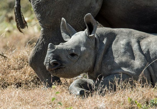 Rhino Calf