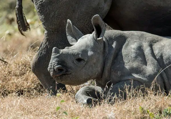 Audrey Raubenheimer 2 Rhino Calf