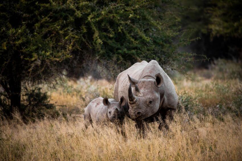 Rhino Mother and Calf