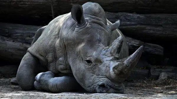 Audrey Raubenheimer 3 Rhino
