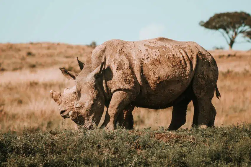 Rhino Poaching 9 Rhinos