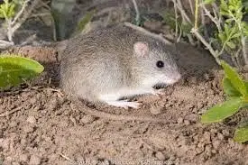 33 Most Threatened and Endangered Species in Florida 21 Rice Rat, Lower FL Keys