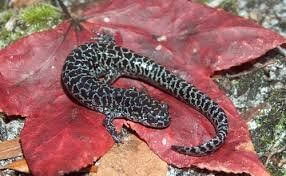 Salamander, Reticulated Flatwoods