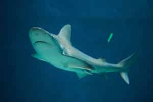 20 Types of Sharks Around the World 14 Sandbar Shark
