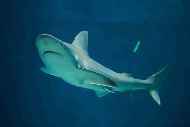 Sandbar Shark