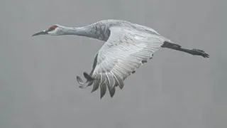International Crane Foundation