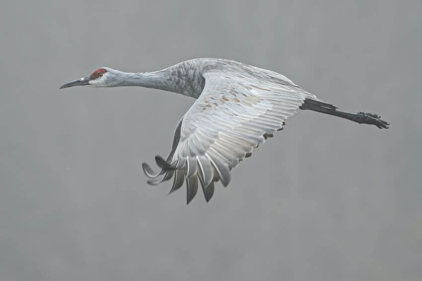 How Do Animals Adapt To Their Environment? 12 International Crane Foundation