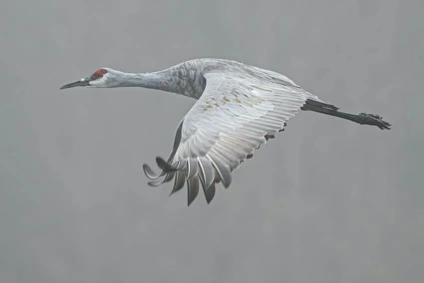 International Crane Foundation