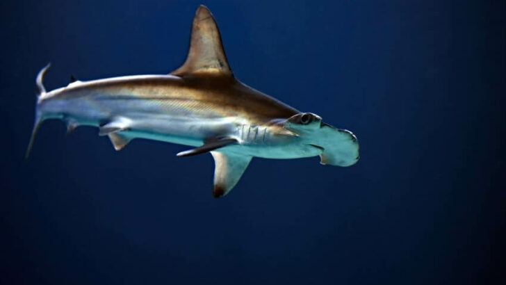 Scalloped Hammerhead