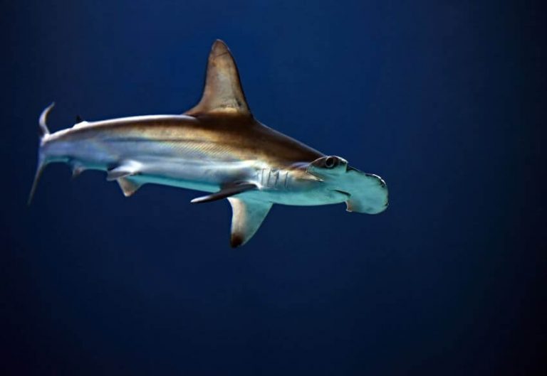 Scalloped Hammerhead Why Is It Endangered?