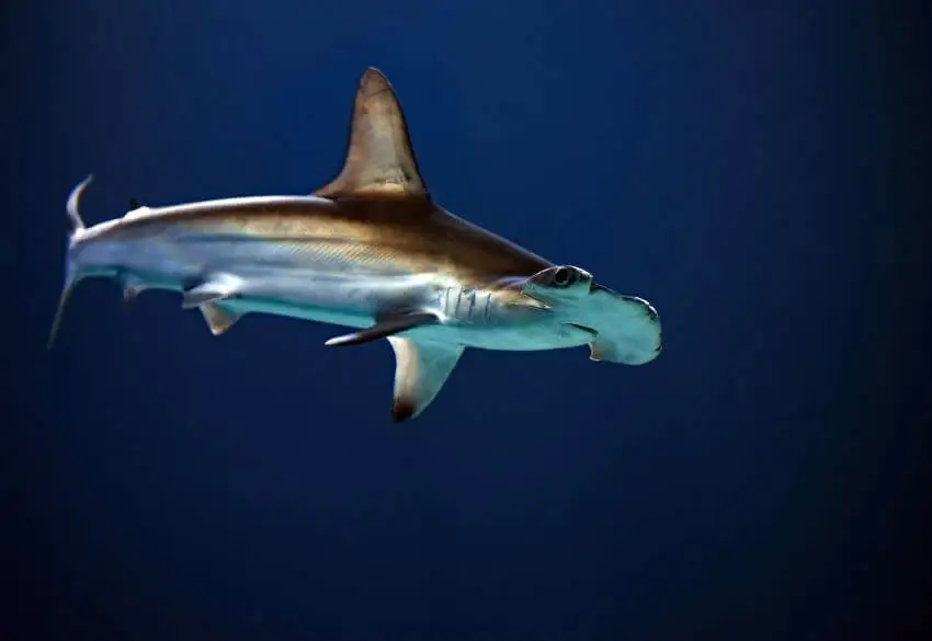 Scalloped Hammerhead: Why Is It Endangered? 1 Scalloped Hammerhead
