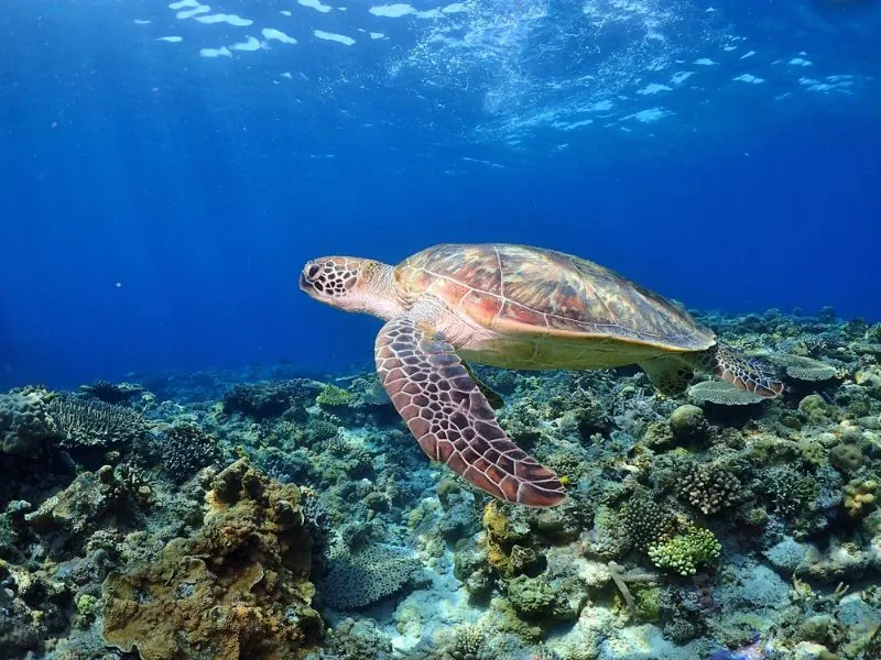 Hawksbill Sea Turtle: Overview & Conservation Efforts 3 The sea turtle which swims elegantly