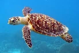 Sea Turtle, Hawksbills