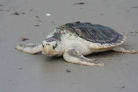 Sea Turtle, Kemp's Ridley