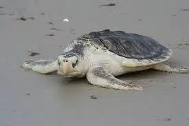Sea Turtle, Kemp's Ridley