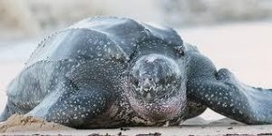 Sea Turtle, Leatherback