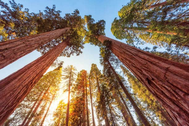 Sequoia National Park