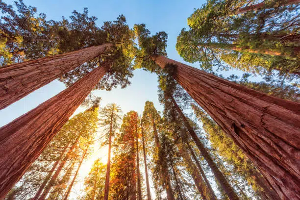 Top 15 World's Largest National Parks You Won't Believe Exist 13 Sequoia National Park