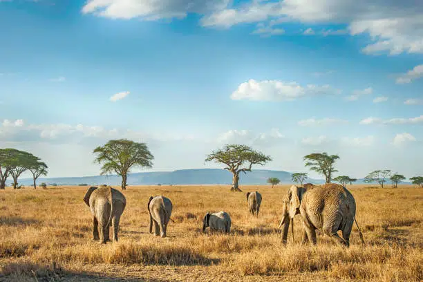 Top 15 World's Largest National Parks You Won't Believe Exist 12 Serengeti National Park