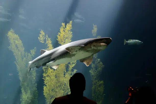 20 Different Types of Sharks Around the World 13 Sevengill Shark