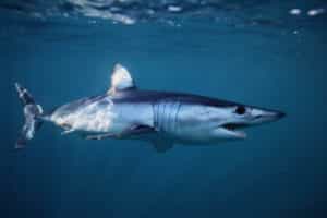 20 Types of Sharks Around the World 1 Shortfin Mako Shark