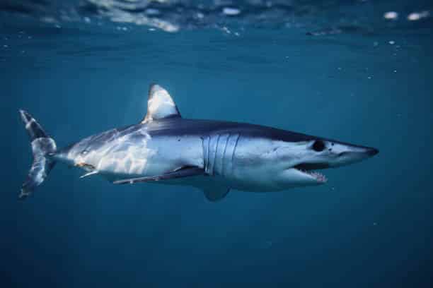 Shortfin Mako Shark