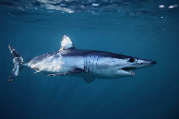 20 Different Types of Sharks Around the World 2 Shortfin Mako Shark
