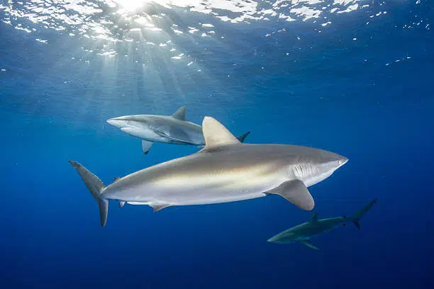 Silky Shark