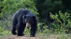 12 Different Types of Bears From Around the World 9 Sloth Bear