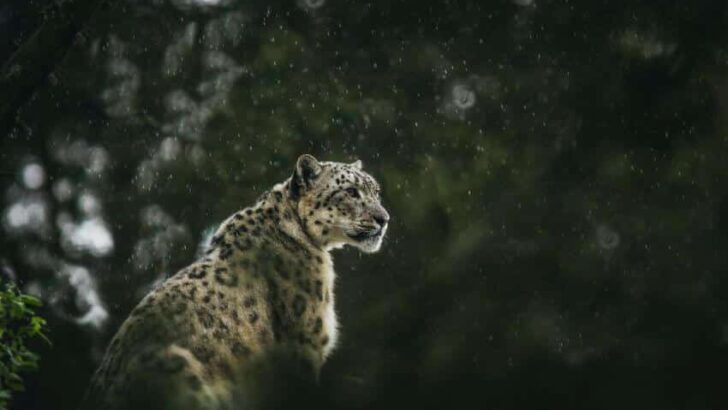 Snow Leopard