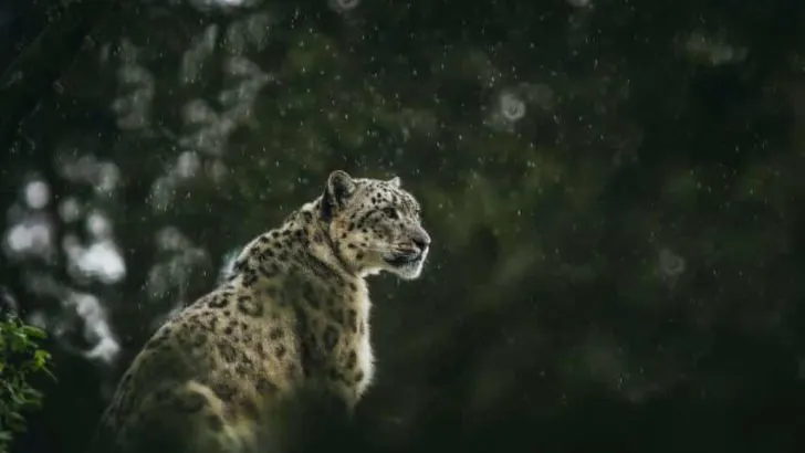 Snow Leopard
