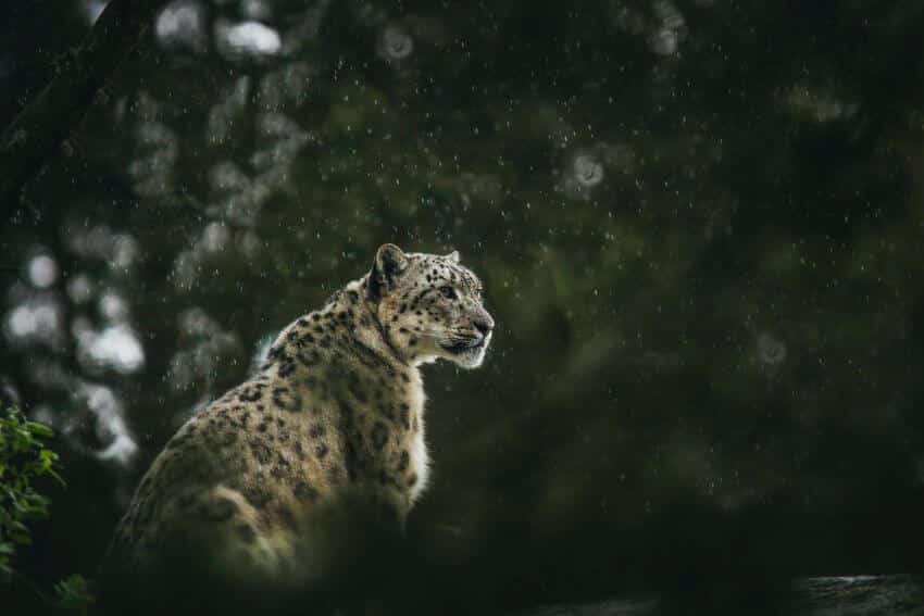 Snow Leopard