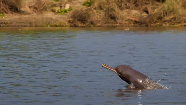 South Asian River Dolphin