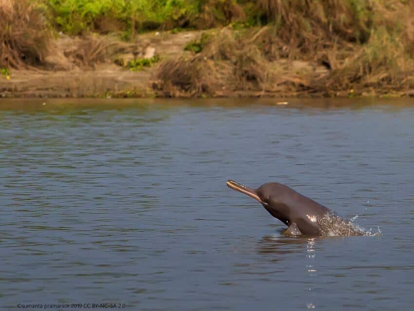 South Asian River Dolphin: Is It Endangered?