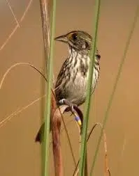 Sparrow, Cape Sable Seaside