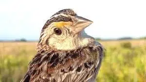 Sparrow, Florida Grasshopper