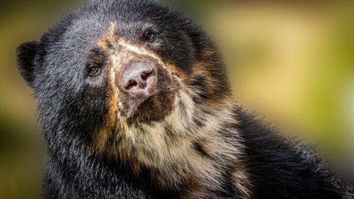 closeup of a spectacled black bear