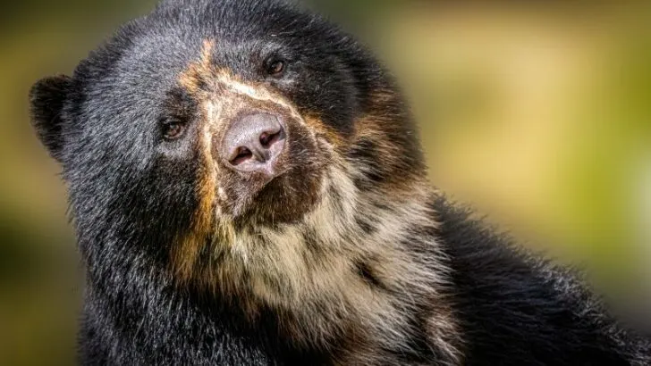 closeup of a spectacled black bear